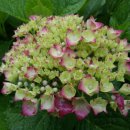 노을향기 이미지