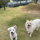 뭉구르밍 이미지