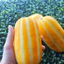 성주수산 | 산지직송 성주참외 흑백요리사 보다가 참외 땡긴 사람 모여라!아삭달콤 고당도참외 추천