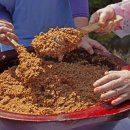 대학찰옥수수 이미지