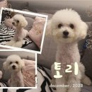 토리프로젝트 이미지