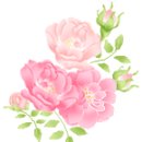 장미꽃 아이콘 모음2 이미지