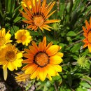 가자니아 이미지