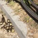 강하초등학교 이미지