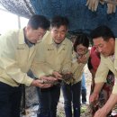 진안 인삼재배 문화 이미지