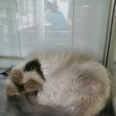 7-45 창천동 중앙하이츠아파트앞 유기묘 이미지