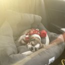 도그유토피아 더펜트 이미지