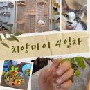 치앙마이 4일차 : 말리캣카페, 파이브스타네일샵, 이지코너 피쉬반미