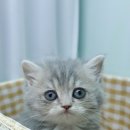 강남 고양이 분양 냥블리 이미지