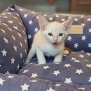 프리미엄캣 이미지