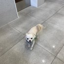 덕산동물의료센터 이미지