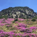 이호그린 이미지