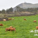 제주모레