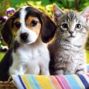 라라동물의료원 이미지