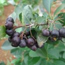 용리농장 이미지