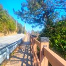 아름다운 펜션 | [여수독채펜션 / 여수애견독채펜션] 자연 속 힐링의 완성, 여수 '아름다운동행펜션' 방문 후기 🌿🐶✨