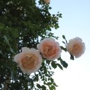 이곡장미공원 이미지