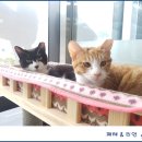 페테리안동물병원 이미지