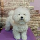 털뭉치살롱