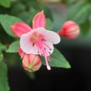 한빛 꽃농원 이미지