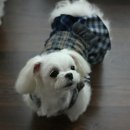 강쥐애견