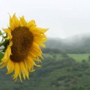 해바라기발전소 이미지