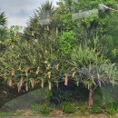 예술나무Theater | 오키나와 북부 투어 츄라우미 수족관