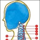 경추로 몸 전체를 바로잡는 원리 이미지