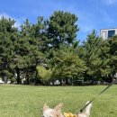 멍줍강아지산책유치원 이미지