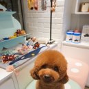 몽슈 펫그루밍샵 이미지