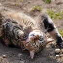 탑산스크린골프존 이미지