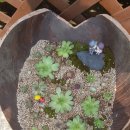 바위솔민박 이미지