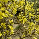 2006년 3월 하순 화단에핀 18종 꽃과 식물들 입니다.[51장] 이미지
