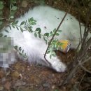 동물사랑연합회 이미지