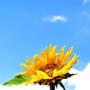 해바라기 이미지