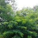 구룡천1 이미지