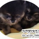 미스터 멍 애견샵 이미지