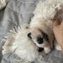 쿨펫 양·한방 동물병원 이미지