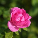 장미산업 이미지