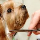 애견#(샾) 이미지