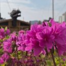 무전통닭