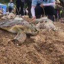 중문색달해수욕장 이미지