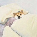 도야지 이미지