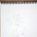 색연필 식물 세밀화 이미지