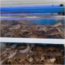 울진대게궁7호 | 죽변횟집 추천 울진대게궁7호 신선함 체험기