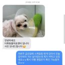 마음동물의료센터 티스토리