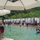 강아지 숲 이미지