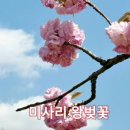 왕벚꽃 이미지