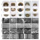 경북대학교 물리생명공학관 | 경북대 연구진, 한국 해역에서 고대 연체동물 신종 발견