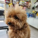 페티앙 애견미용 이미지